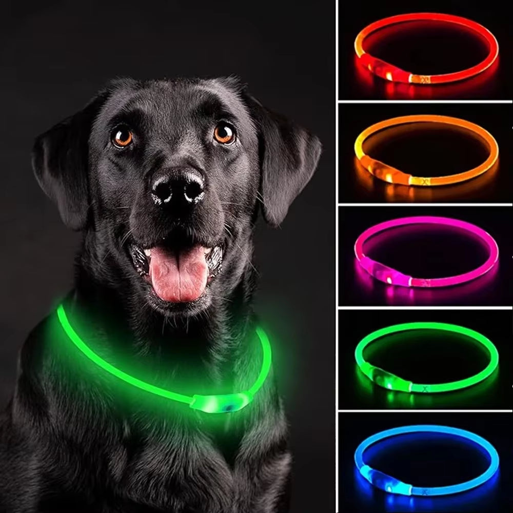 Collier lumineux pour chien 